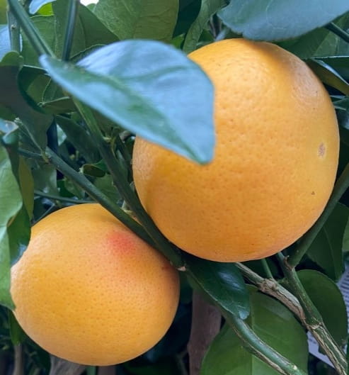 grapefruit.jpeg