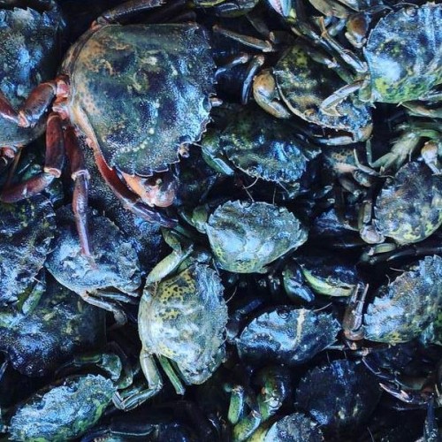 krab Zielony.jpg